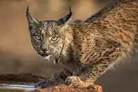 Ortega, Xavier: Wild Iberian Lynx