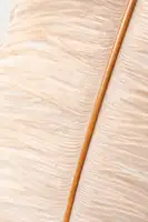 Studio, Pictufy: Feather close up_2