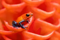 Zygmunt, Milan: Strawberry poison-dart frog