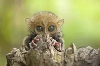 Dayak, Gapur Abdul: Baby Tarsier