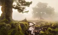 Frolec, Tomas: Fanal Forest