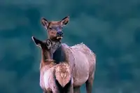 Wei, and Siyu: A Tender Moment with Mom