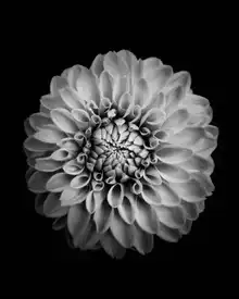 Zhao, Alex: Marigold