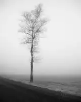 Wasinger, Renate: lonely tree