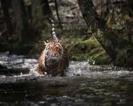 Firešová, Michaela: Big cat in creek