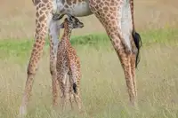 Hsi, Paul: Protected