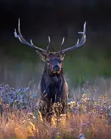 Wei, and Siyu: Bull