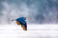 Yang, Jianping: Morning Flight
