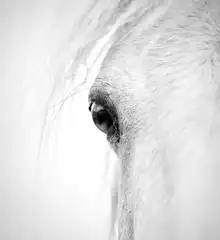 Zhao, Alex: Hose eye