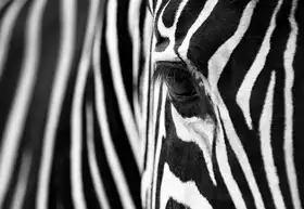 Suryono, Andrew: Zebra Maze