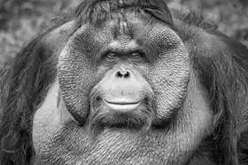 Suryono, Andrew: A Calm and Gentle Expression from a Male Orangutan