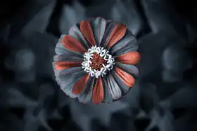 Alhussein, Omar: strange flower