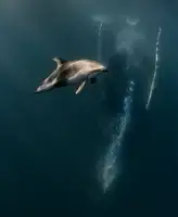Lu, Jennifer: When Dophin meet whales ...