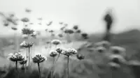 Aurora: Always Already Gone