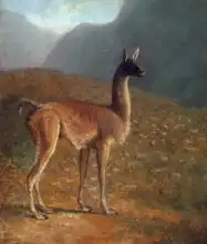 Agasse, Jacques-Laurent: Guanaco