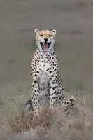 Xu, Sheila: The laughing cheetah