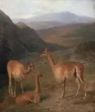 Agasse, Jacques-Laurent: Vicunas