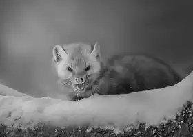 ZHANG, BIN: Cute Pine Marten