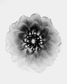 Zhao, Alex: X-Ray