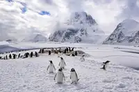 Liu, Ren Raymond: The Penguins Natual Habitat in Antarctica