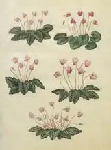 Holtzbecher, Johannes: Cyclamen purpurascens