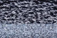 Guo, Liwen: To the Arctic