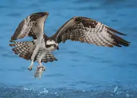 Xiao, Hanping: Osprey & Fish