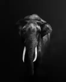 Guha, Jayanta: Elephant Portrait