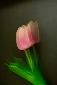 GİRGİN, HÜSEYİN: Pink tulip