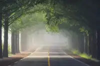 Seo, Tiger: Foggy way