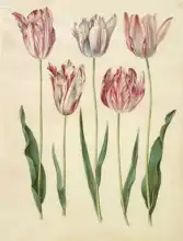 Holtzbecher, Johannes: Tulipa gesneriana