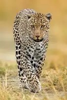 Elsheshtawy, Ahmed: leopard