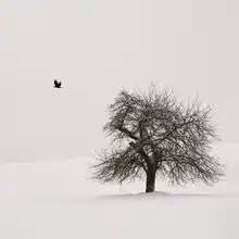 Weisbek, Lena: Old Cherry Tree