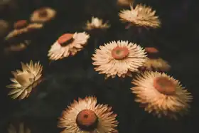 Mossholder, Tim: Faded Flowers