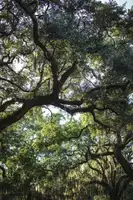 Mossholder, Tim: Oaks
