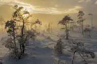 Kaprano, Normunds: Swamp in mist