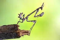 Hoffman, Jimmy: Empusa pennata-larva