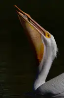 Huang, Johnson: Pelicon and Fish