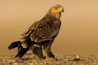 Sobhi, Ahmed: Eastern Imperial Eagle