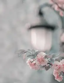 Liu, Betty: Cherry blossom under street lamp