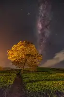 Liza, Lety: milky way