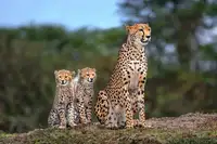 Ortega, Xavier: Cheetah family