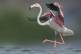 ELghazzawy, Eman Dr.: Dancing Flamingo