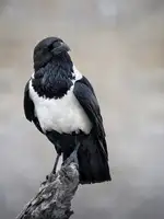 Guillemot, Mathilde: African Pied Crow Portrait