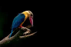 Coulstock, Richard: Stork-billed Kingfisher