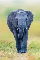 Elsheshtawy, Ahmed: Elephant