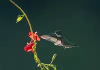 Binbin, L.: Hummingbird And Red Flowers