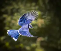 Zhang, Hannah: Blue Jay