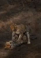 Guha, Jayanta: Leopard Mating