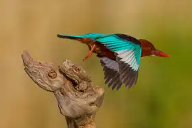 Manusevich, David: White Throated Kingfisher